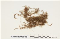 藏品(蔓苔科)的圖片